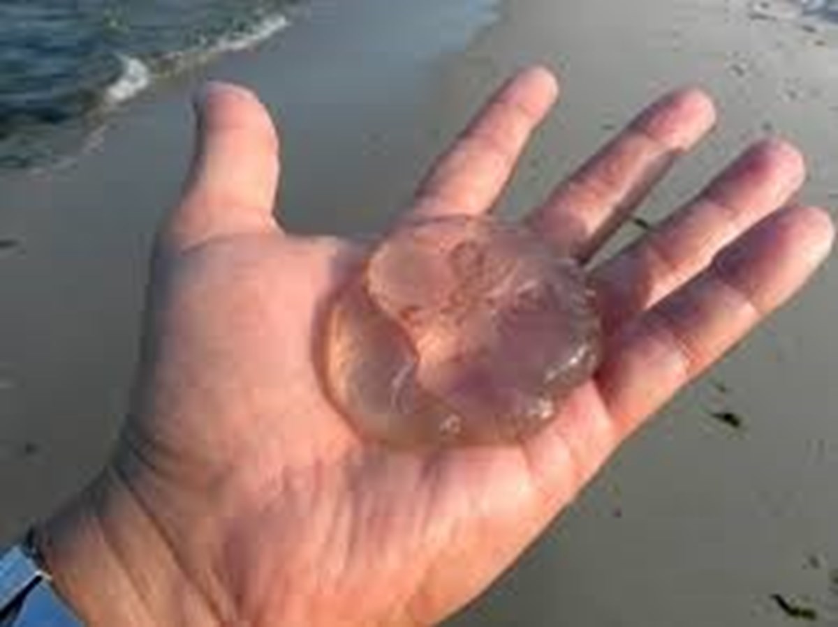 Beachgoers beware: Warmer waters are attracting jellyfish