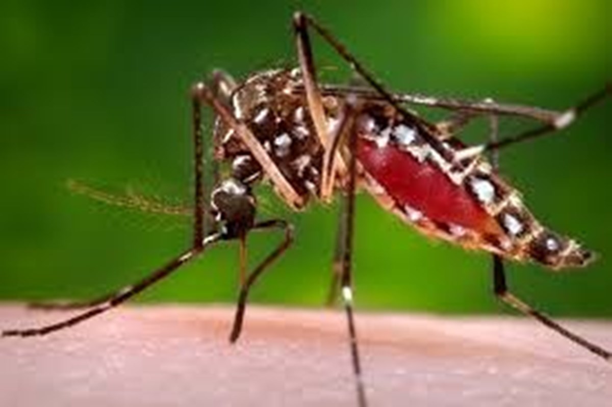 Protect yourself from threat of Zika virus